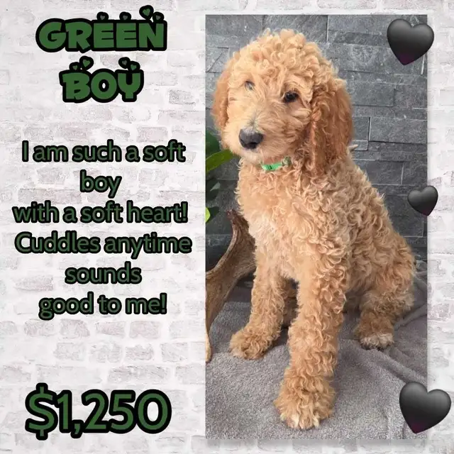 FB1 Goldendoodle