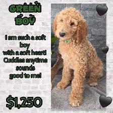 FB1 Goldendoodle