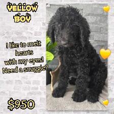 FB1 Goldendoodle - Photo 2
