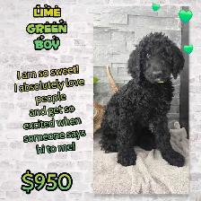 FB1 Goldendoodle - Photo 3