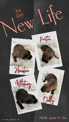 Puppies, will be LARGE ADULTS. Kangle/Maramma dad, Czech GSD mom