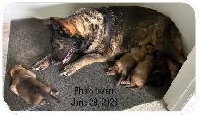 Puppies, will be LARGE ADULTS. Kangle/Maramma dad, Czech GSD mom - Photo 2