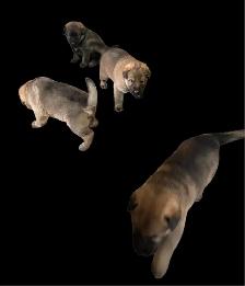 Puppies, will be LARGE ADULTS. Kangle/Maramma dad, Czech GSD mom - Photo 3