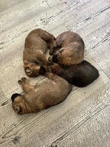 Puppies, will be LARGE ADULTS. Kangle/Maramma dad, Czech GSD mom - Photo 4