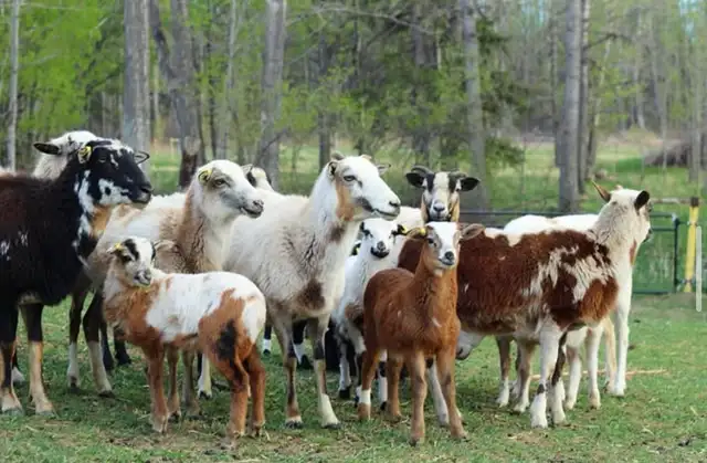 Painted Desert Lambs