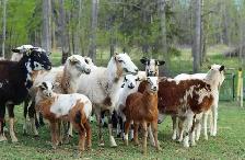 Painted Desert Lambs