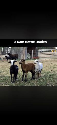 Painted Desert Lambs - Photo 2