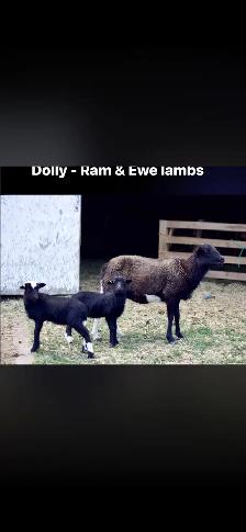 Painted Desert Lambs - Photo 3