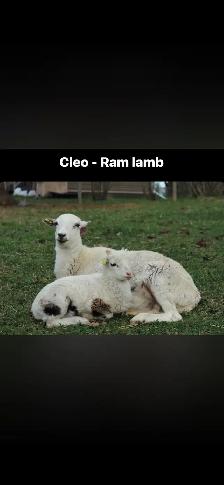 Painted Desert Lambs - Photo 4