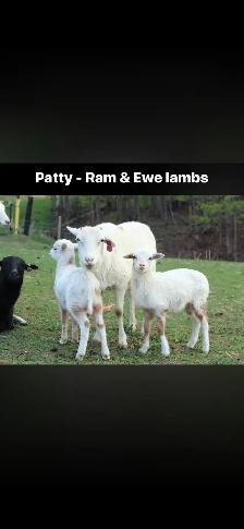 Painted Desert Lambs - Photo 5