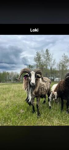 Painted Desert Lambs - Photo 6