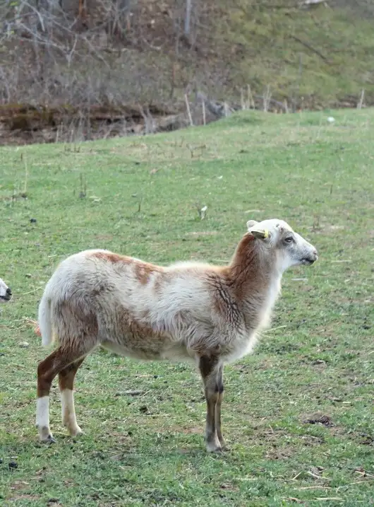 Mature Painted Desert Ewe