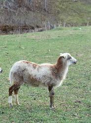 Mature Painted Desert Ewe