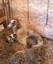 Mature Painted Desert Ewe - Photo 2