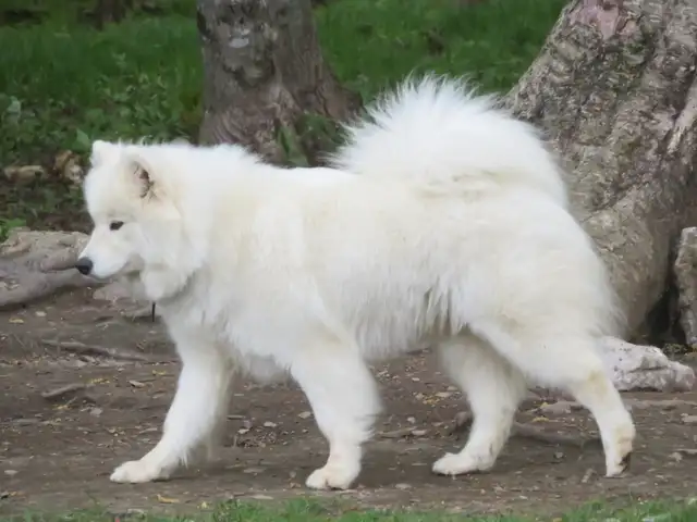 Belle chienne Samoyède!Beautiful female Samoyed!