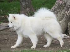 Belle chienne Samoyède!Beautiful female Samoyed!