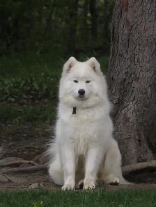 Belle chienne Samoyède!Beautiful female Samoyed! - Photo 2
