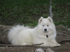 Belle chienne Samoyède!Beautiful female Samoyed! - Photo 3