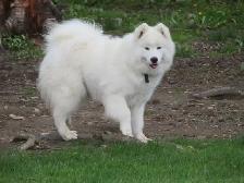 Belle chienne Samoyède!Beautiful female Samoyed! - Photo 4