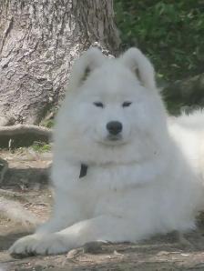 Belle chienne Samoyède!Beautiful female Samoyed! - Photo 5