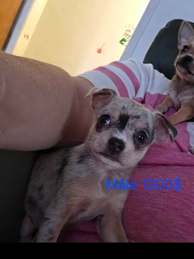 chihuahuas élevé en milieu familial