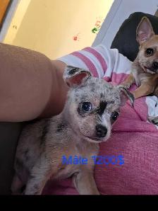 chihuahuas élevé en milieu familial - Photo 4