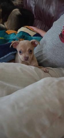 chihuahuas élevé en milieu familial - Photo 5