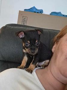 chihuahuas élevé en milieu familial - Photo 6