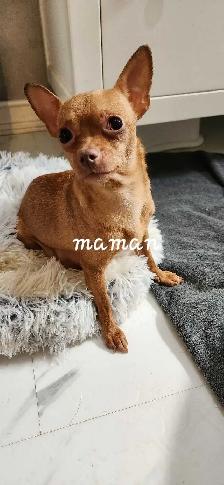 chihuahuas élevé en milieu familial - Photo 8