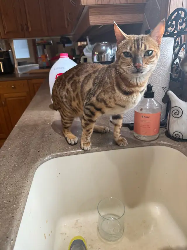 Bengal purebreed  cat