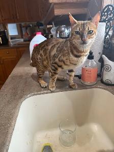 Bengal purebreed  cat