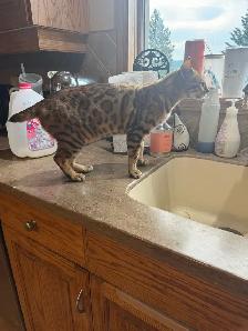 Bengal purebreed  cat - Photo 2