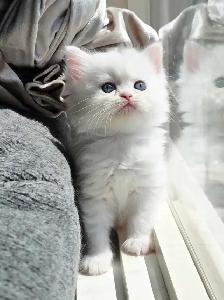 ♥️✨️Doll Faced Persian Kittens✨️♥️ - Photo 2