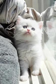 ♥️✨️Doll Faced Persian Kittens✨️♥️ - Photo 3