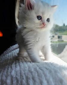♥️✨️Doll Faced Persian Kittens✨️♥️ - Photo 4