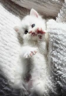 ♥️✨️Doll Faced Persian Kittens✨️♥️ - Photo 5