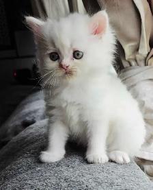 ♥️✨️Doll Faced Persian Kittens✨️♥️ - Photo 6
