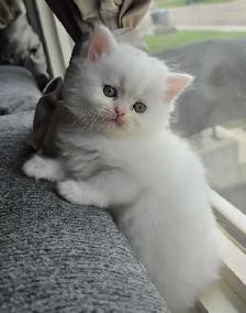 ♥️✨️Doll Faced Persian Kittens✨️♥️ - Photo 7