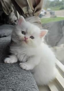 ♥️✨️Doll Faced Persian Kittens✨️♥️ - Photo 8