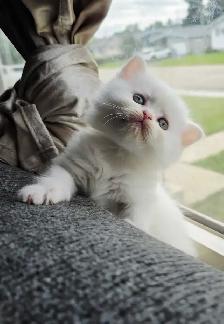 ♥️✨️Doll Faced Persian Kittens✨️♥️ - Photo 9