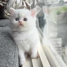 ♥️✨️Doll Faced Persian Kittens✨️♥️ - Photo 10