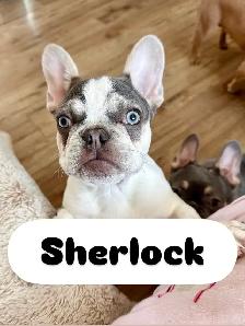 CKC Registered Pure French Bulldog Puppies for Sale