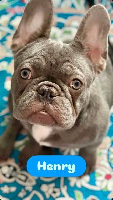 CKC Registered Pure French Bulldog Puppies for Sale - Photo 2
