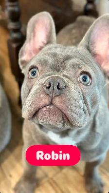 CKC Registered Pure French Bulldog Puppies for Sale - Photo 3