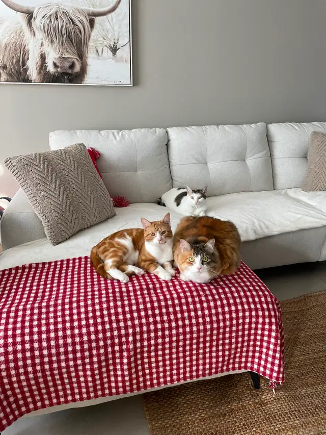 3 chats adultes à  donner