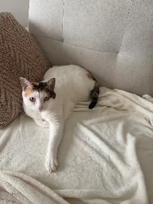 3 chats adultes à  donner - Photo 4