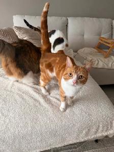 3 chats adultes à  donner - Photo 6