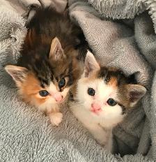 3 chats adultes à  donner - Photo 8