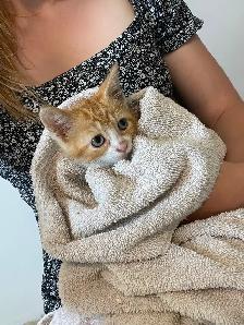3 chats adultes à  donner - Photo 10
