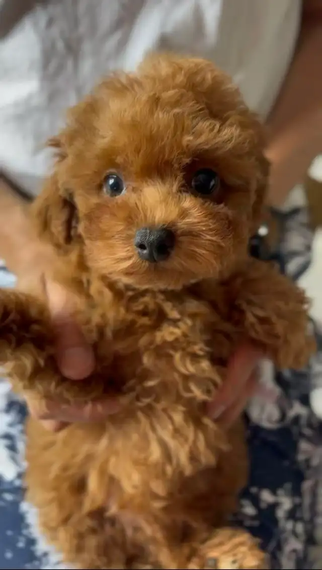 Tea cup red poodle rehoming